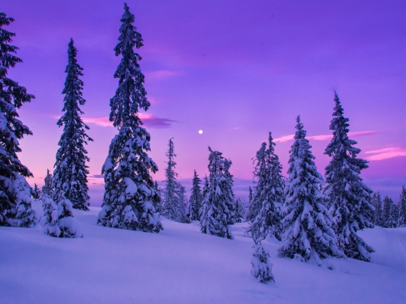 冬日雪景树木天空自然风电脑桌面壁纸