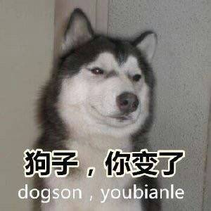 狗狗怼人表情包来啦！放话要和你battle谁更会怼