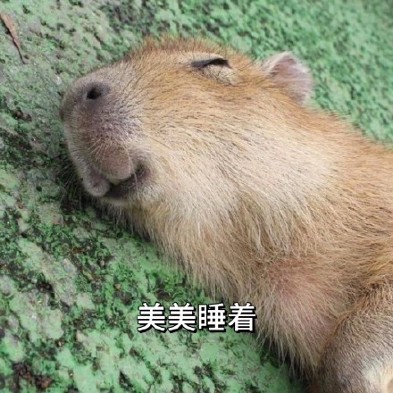 全网最全吗喽和水豚斗图表情包合集