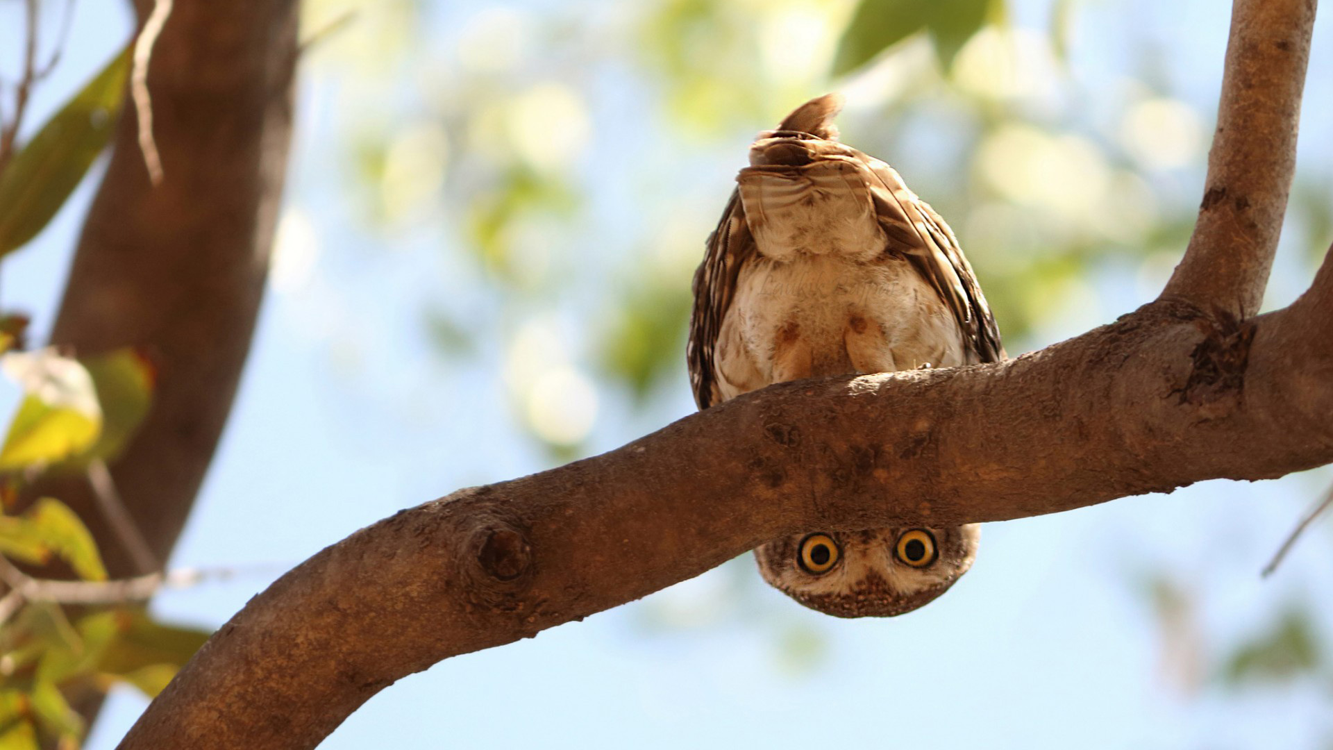 枝头对视的圆眼猫头鹰！软萌可爱动物高清壁纸