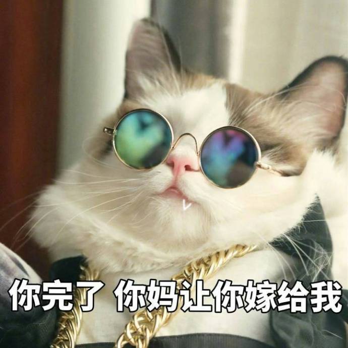 超萌智障感猫咪表情包合集