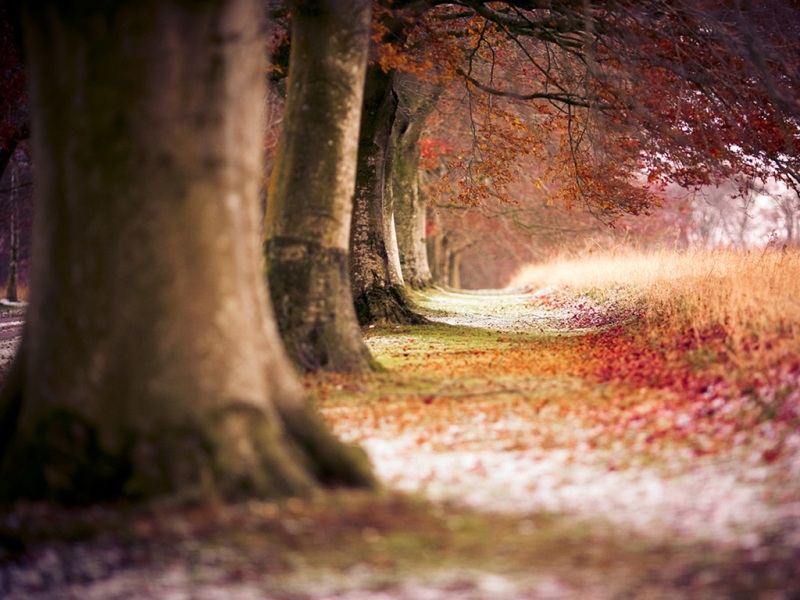 大自然森林风电脑桌面壁纸上新 多款高清尺寸任你选