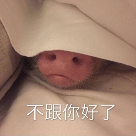猪猪表情包合集来啦，快一起来吸猪！