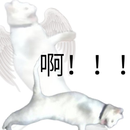好用的奇怪猫猫狗狗斗图表情包合集