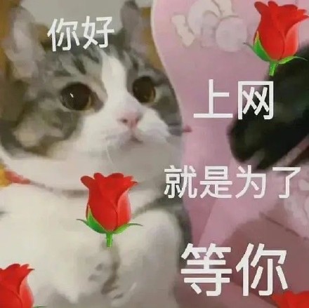猫咪举花花表情包合集来啦