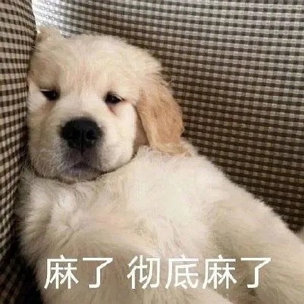 聊天斗图必备！超全小狗表情包合集来了