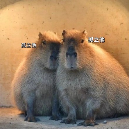 全网最全吗喽和水豚斗图表情包合集