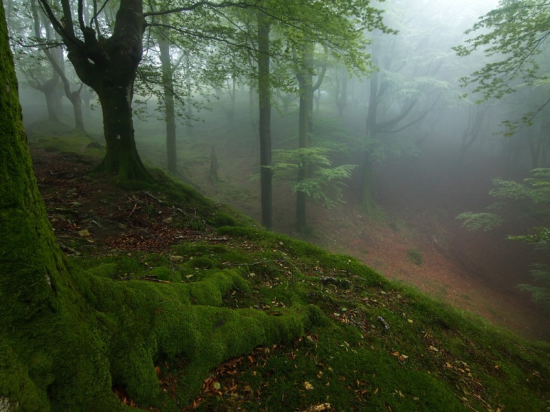 带雾林野青苔斜坡景！这款动漫风电脑壁纸氛围感拉满