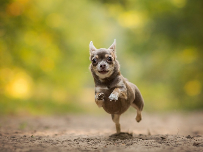 奔跑的修勾太治愈！带软萌眼神的可爱小狗壁纸合集