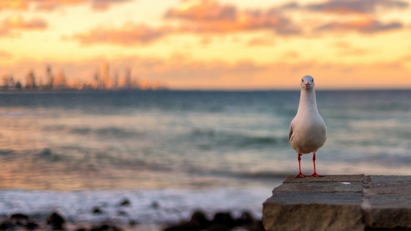 海边日落海鸥风景 多款尺寸电脑桌面壁纸推荐