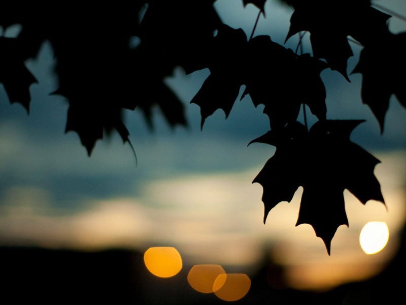 叶子美景高清电脑桌面壁纸推荐