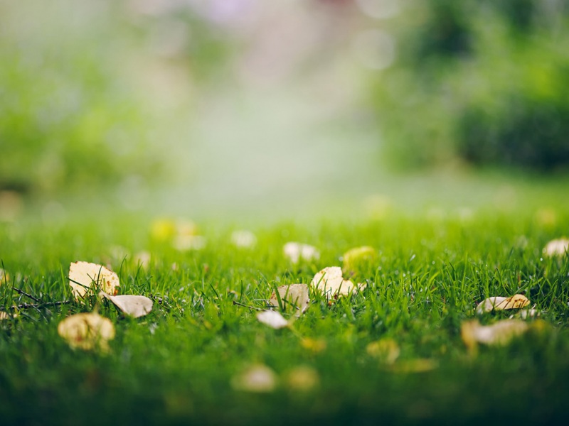 护眼绿草地高清电脑壁纸推荐