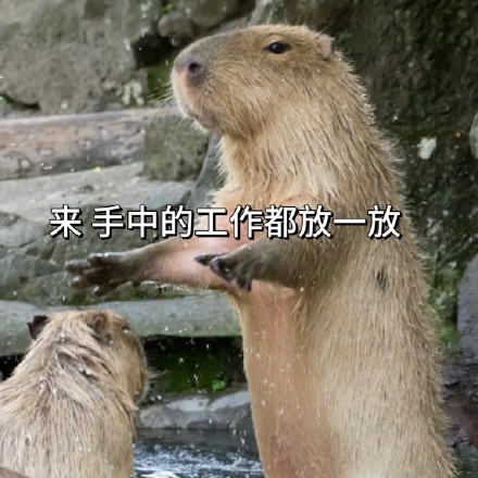 全网最全吗喽和水豚斗图表情包合集