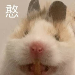 聊天斗图别愁！这套小仓鼠表情包直接封神