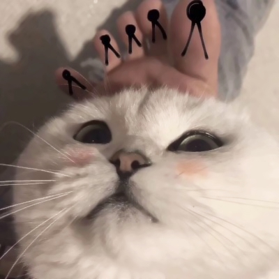 软萌猫咪情侣头像！18组一左一右高清可爱款