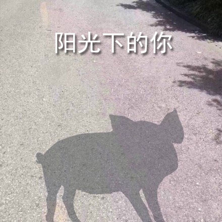 超甜“最爱你惹”小猪表情包合集