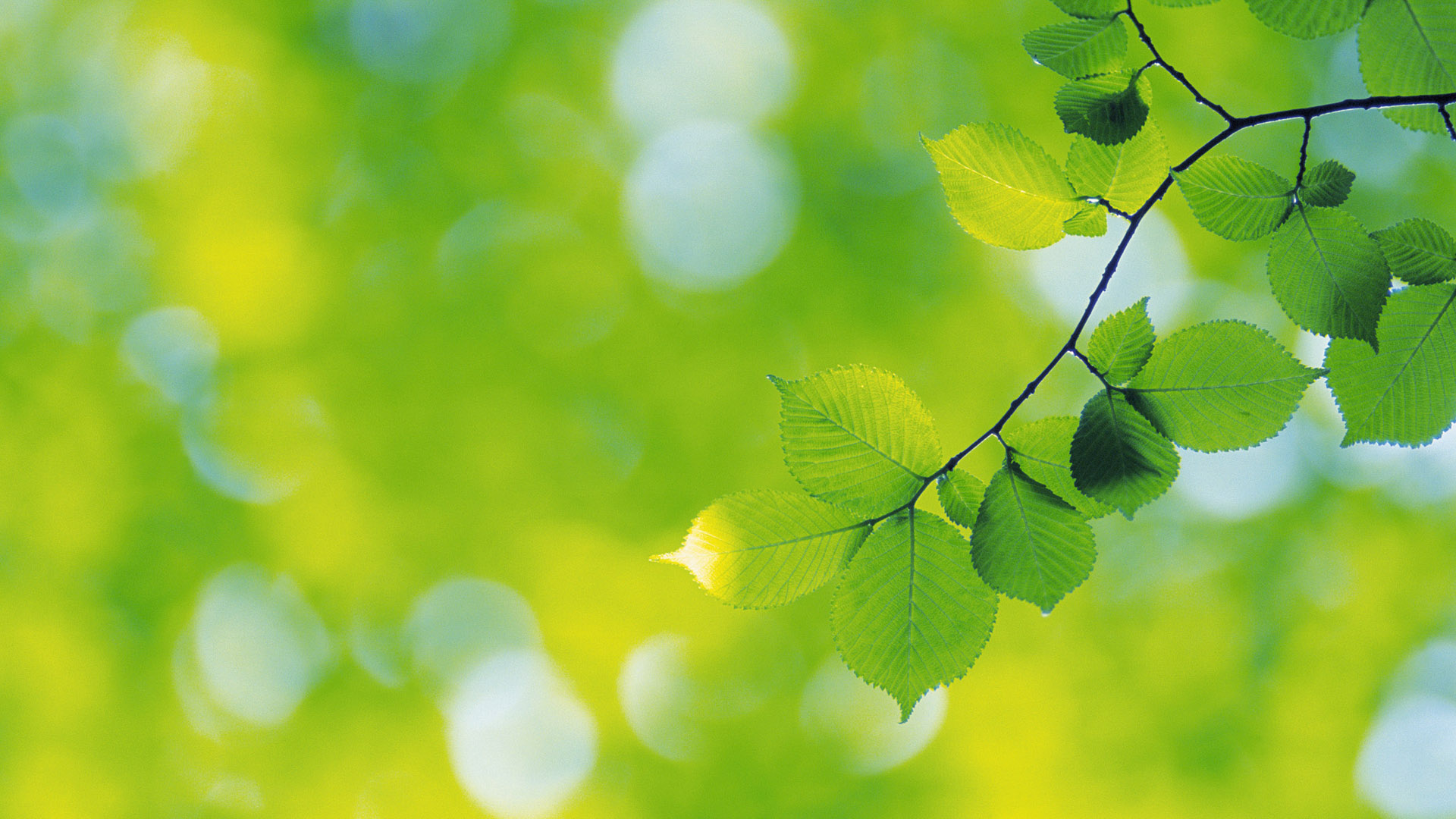 绿色护眼的动漫风电脑桌面壁纸来啦