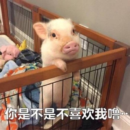 猪猪表情包合集来啦，快一起来吸猪！