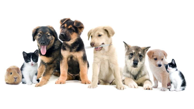 超治愈！猫狗豚鼠小猎犬合集 高清电脑动漫壁纸合集