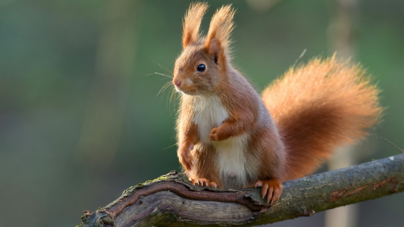 森林里的软萌松鼠电脑壁纸 多款高清尺寸可选