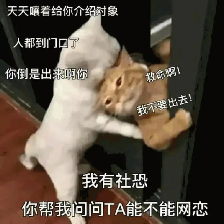 最近大家都在用的斗图表情包都在这了