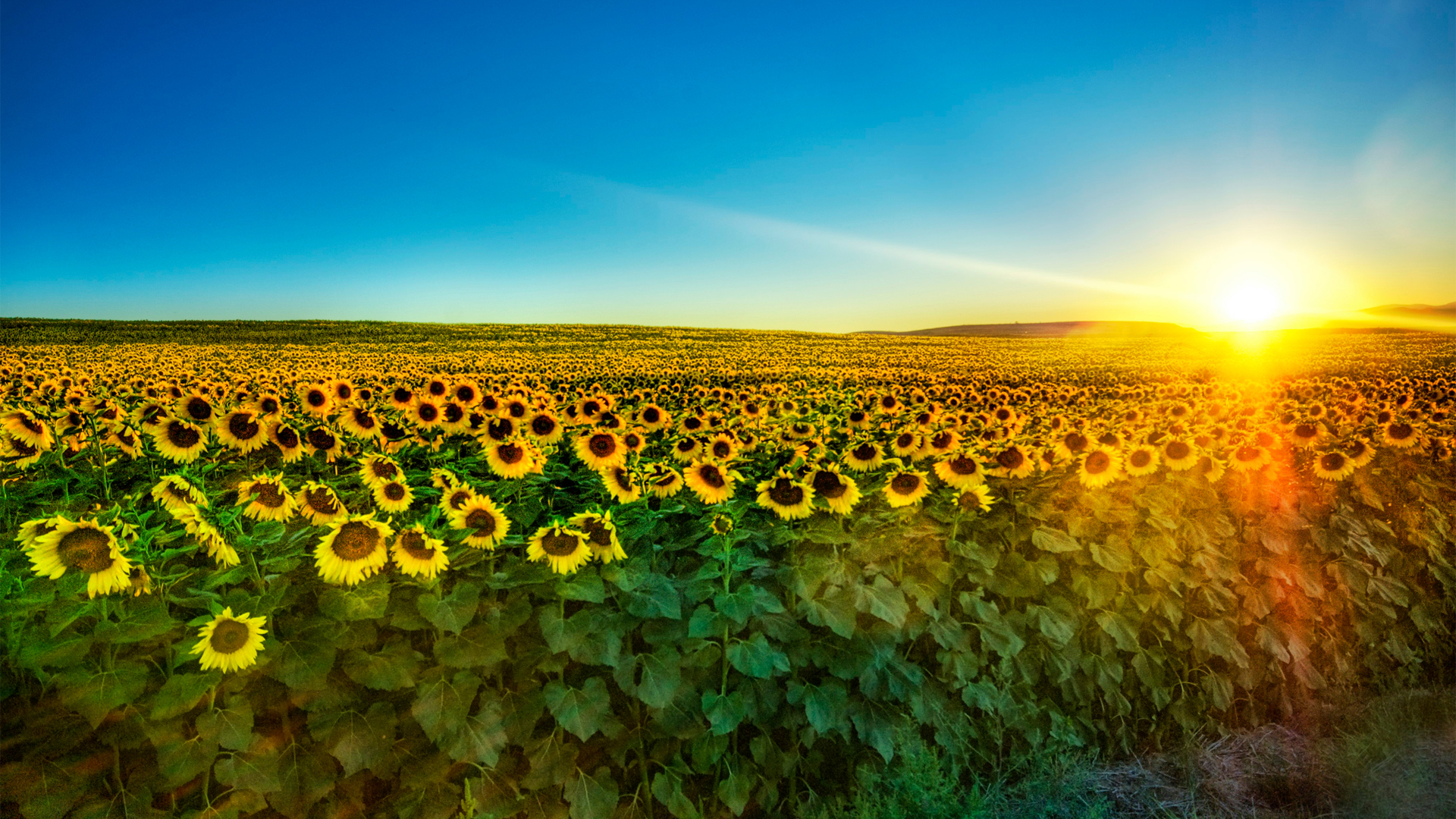 向日葵唯美摄影高清风景壁纸分享