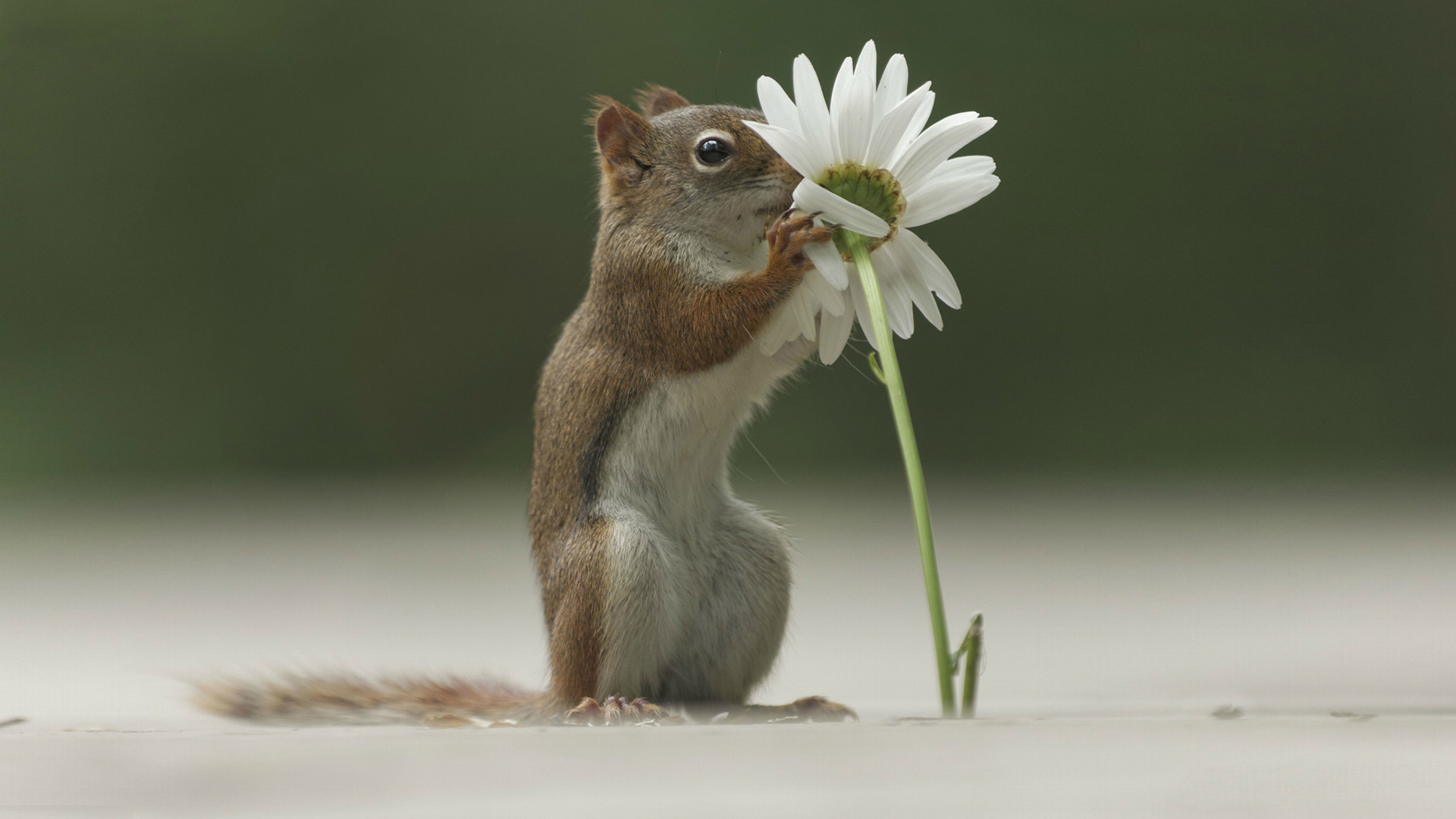 超治愈！松鼠配菊花花草的电脑桌面壁纸来啦