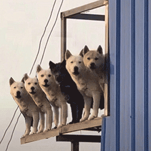 你狗哥带兄弟来探望你啦！