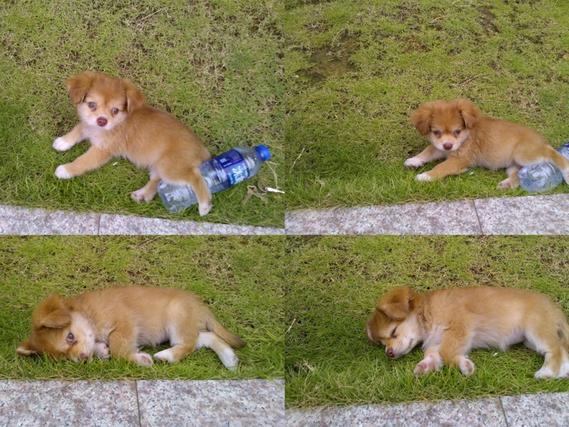 软萌小狗旺财来啦！这款可爱桌面壁纸直接戳中你心巴