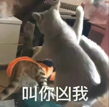 12月19日斗图表情包合集来啦