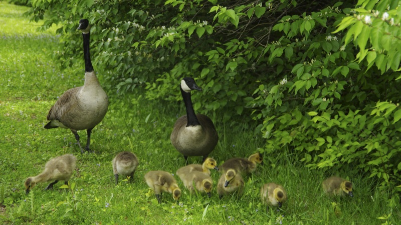 治愈感拉满！草地散步的鸭子鹅一家 超适合当电脑桌面的动漫动物壁纸