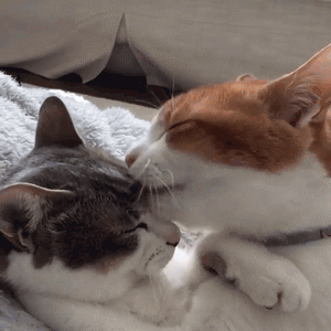 快来吸猫！这套Riepoyonn喵星人猫片表情包太治愈了