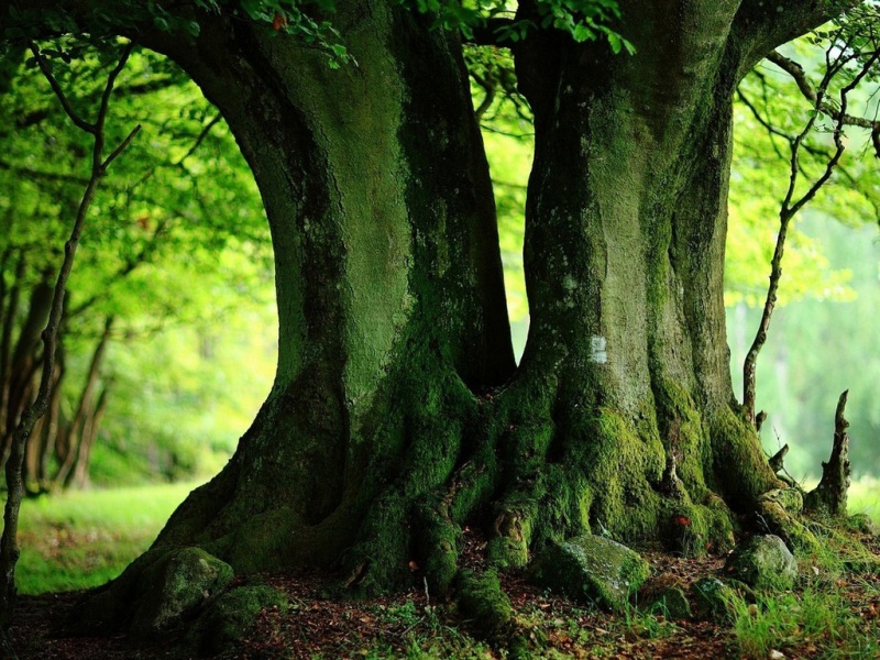夏日绿意树干电脑壁纸 多款高清尺寸任你选