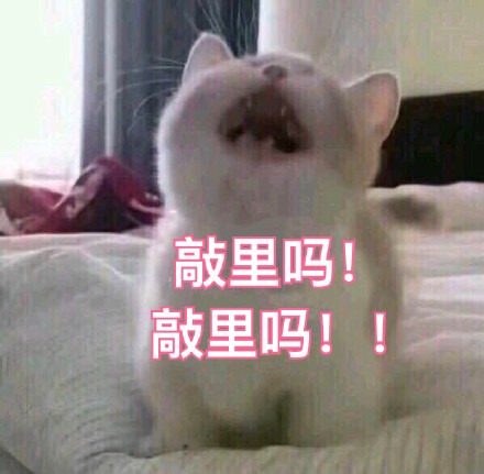 敲里吗！敲里lai lai 斗图表情包合集