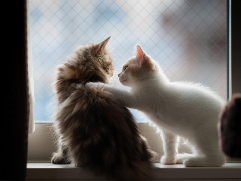 软乎乎小猫问候！这款电脑桌面壁纸太治愈了
