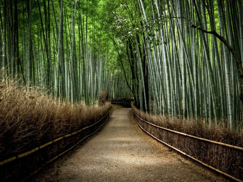 竹林小道电脑桌面动漫壁纸推荐 多款高清尺寸可选