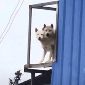 你狗哥带兄弟来探望你啦！