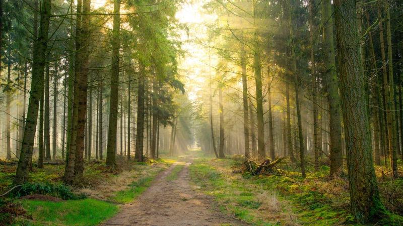 森林阳光土路电脑桌面壁纸 高清风景壁纸合集