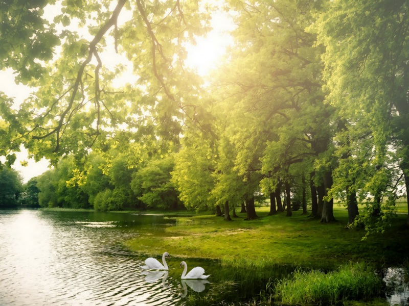 湖光天鹅林影 这款动漫风景壁纸适配你的电脑桌面