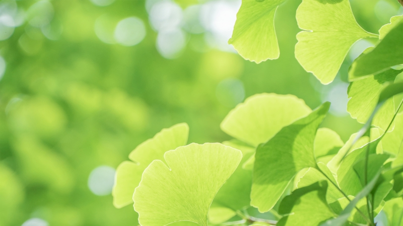 银杏叶主题清新护眼电脑壁纸上新啦