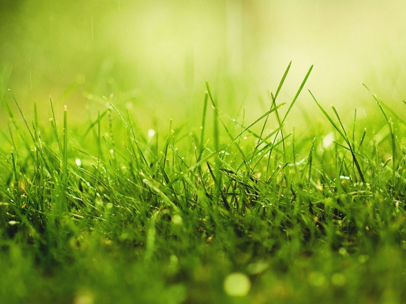 多款高清绿草电脑桌面壁纸分享