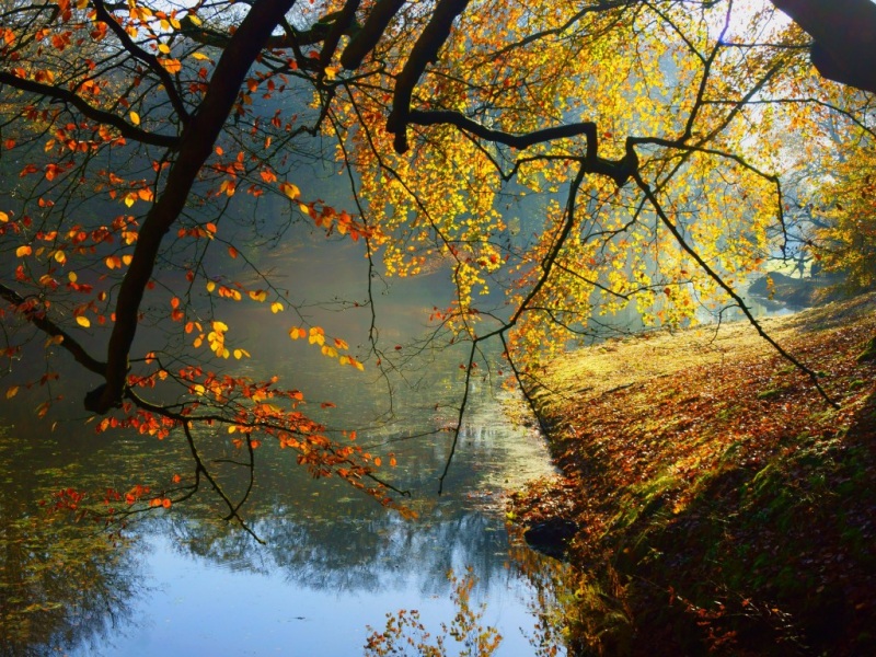 清晨森林河水风景壁纸 多款高清尺寸任你选