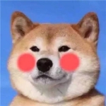 软萌拉满！12组猫狗情侣头像 一对两张超治愈