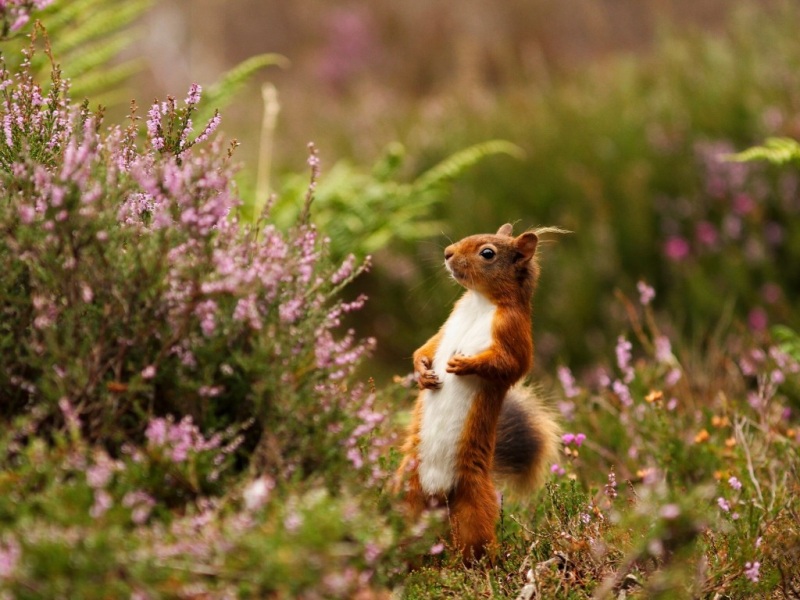 这款带有趣站姿的丛林鲜花松鼠壁纸太治愈了
