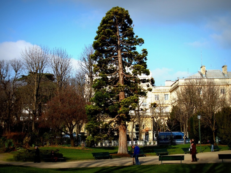 国外公园百年古树高清壁纸资源分享