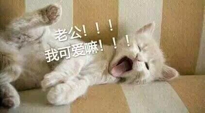 撒娇必备！喊老公的喵喵表情包合集