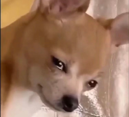 聊天斗图必备！无字表情包合集来啦