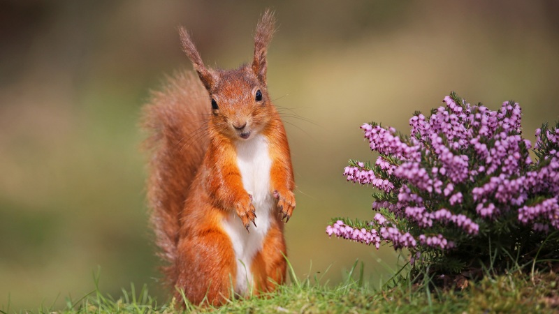 自然鲜花搭配站姿可爱松鼠的高清壁纸来啦