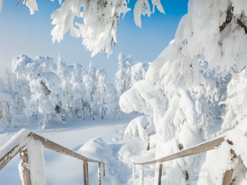 冬日雪堆林木风景壁纸