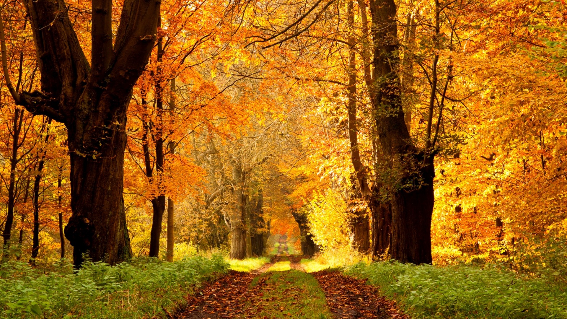 秋日林间公路壁纸推荐